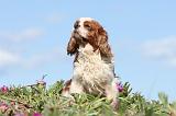 CAVALIER KING CHARLES 265